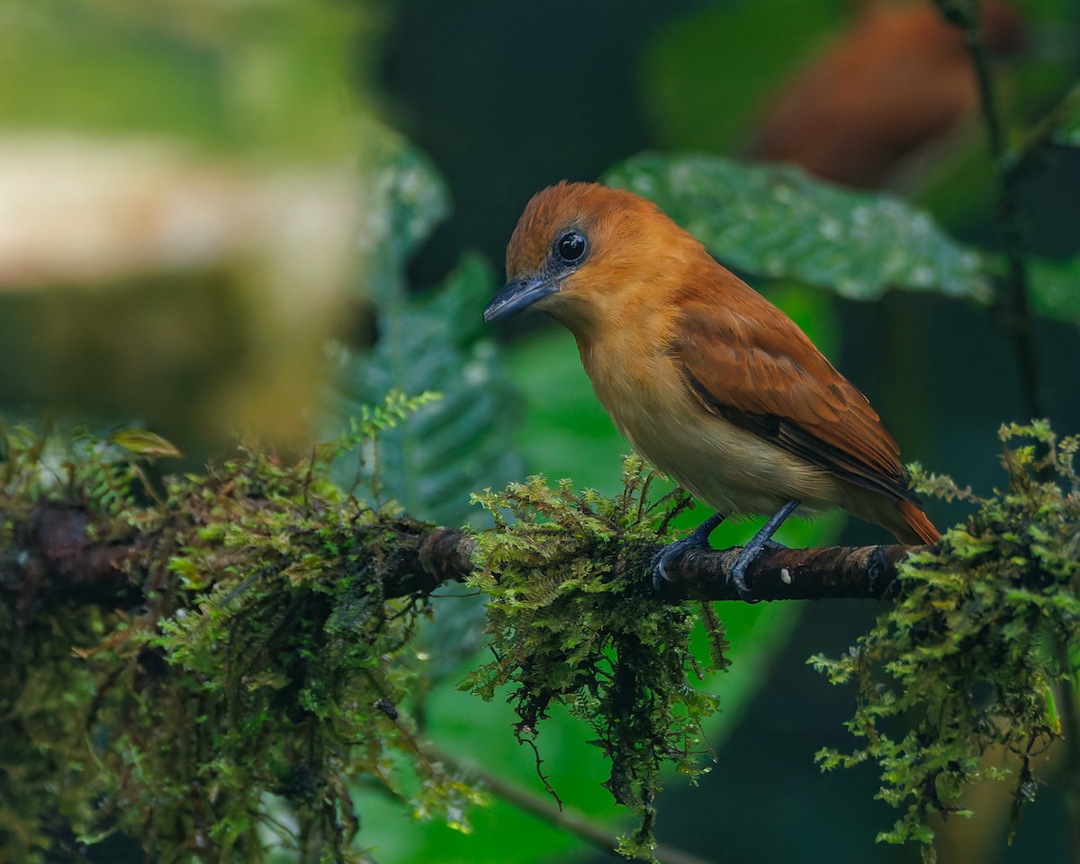 Cinnamon Becard - ML647007665