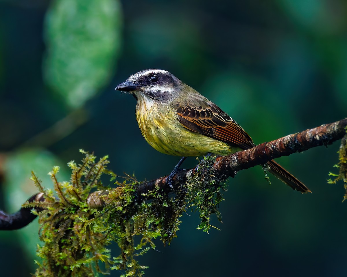 Tyran à ventre d'or - ML647007669