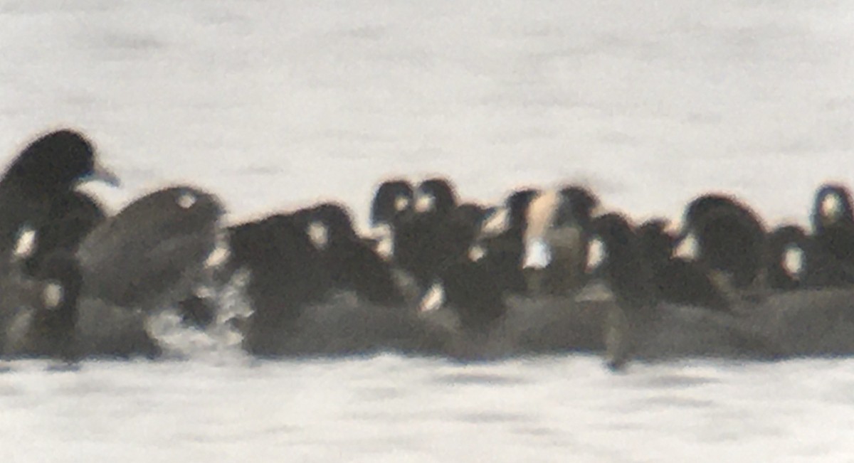 American Coot - ML647007672