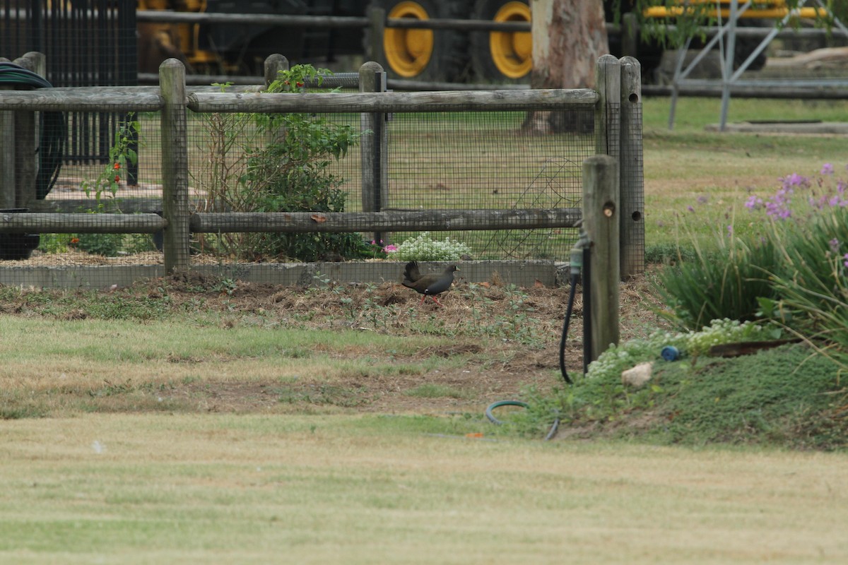 Black-tailed Nativehen - ML647007673
