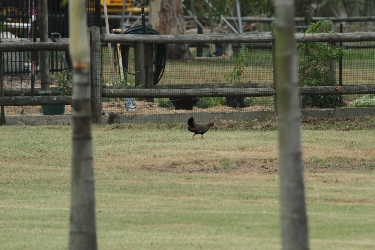 Black-tailed Nativehen - ML647007674