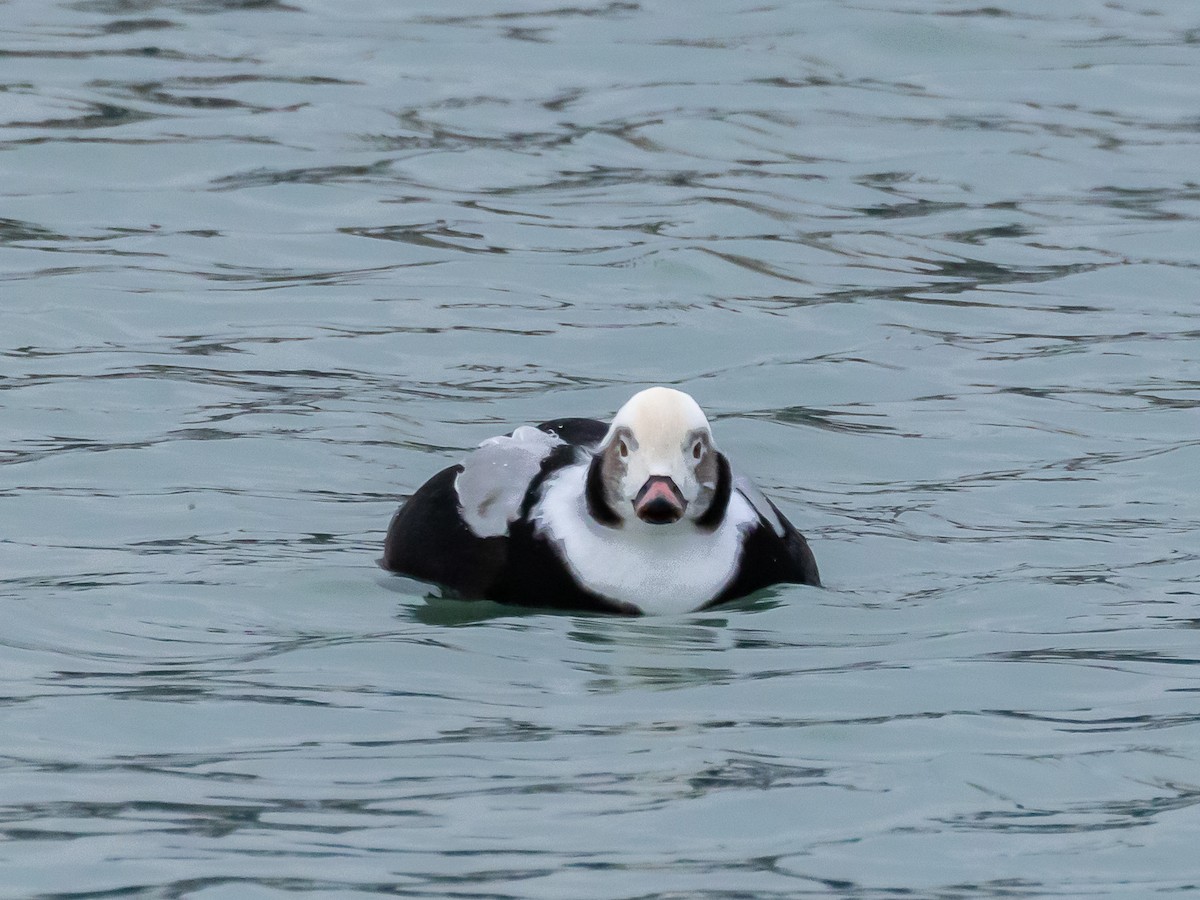 Long-tailed Duck - ML647007675