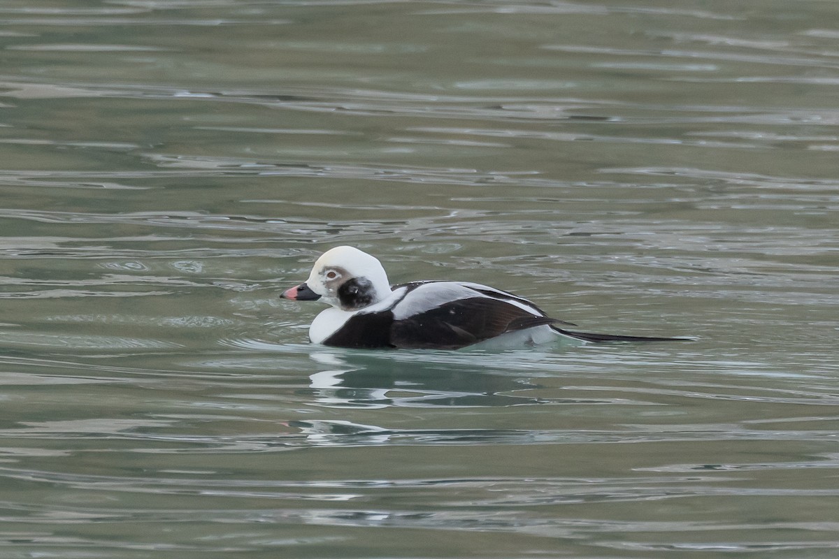 Long-tailed Duck - ML647007676
