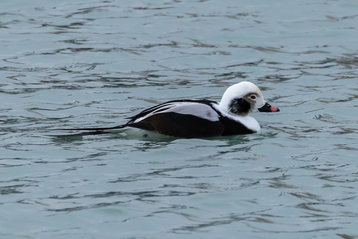 Long-tailed Duck - ML647007677