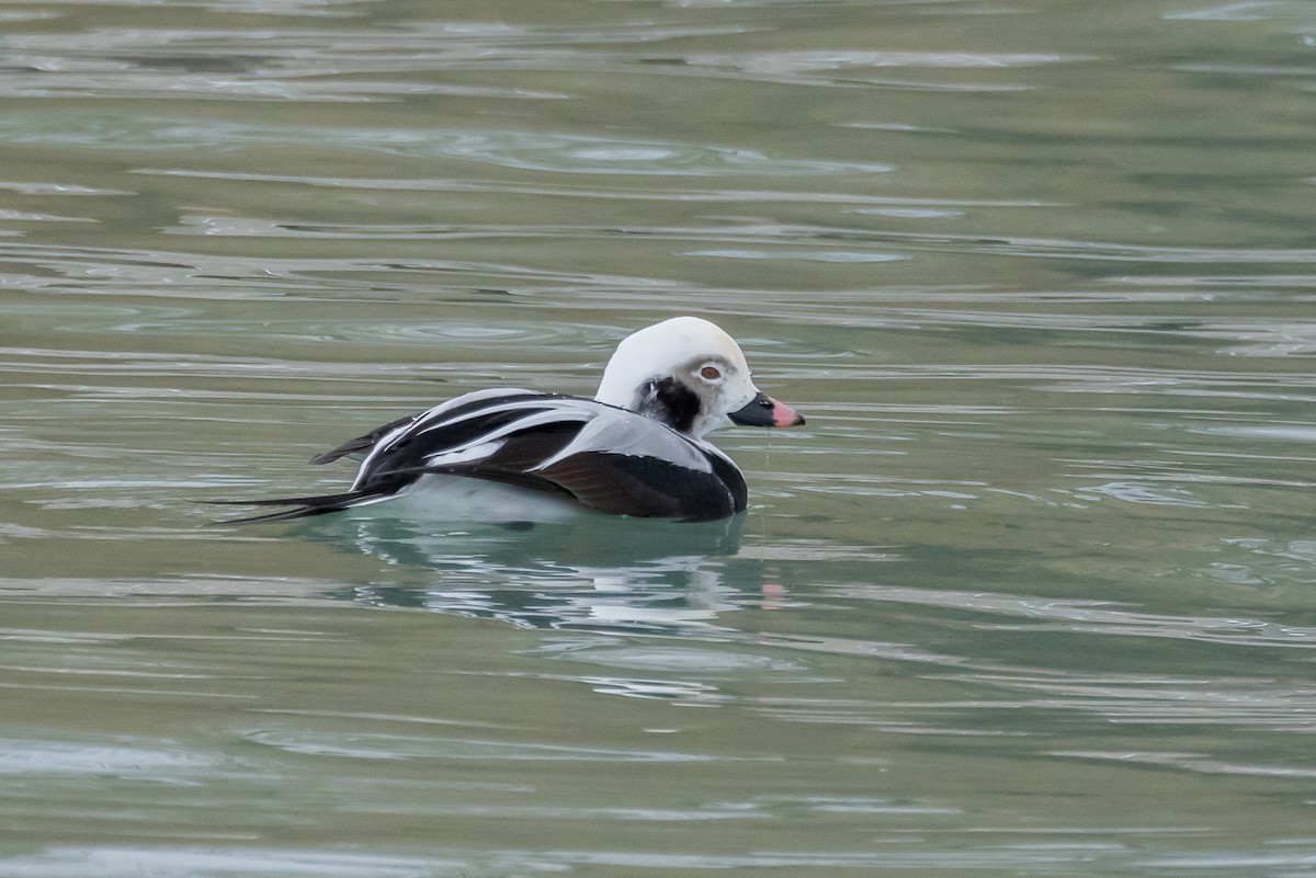 Long-tailed Duck - ML647007678