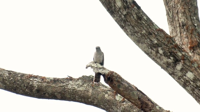 Sahul Brush Cuckoo - ML647007694