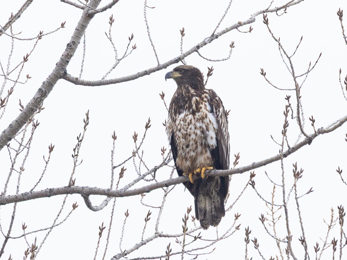 Bald Eagle - ML647007699