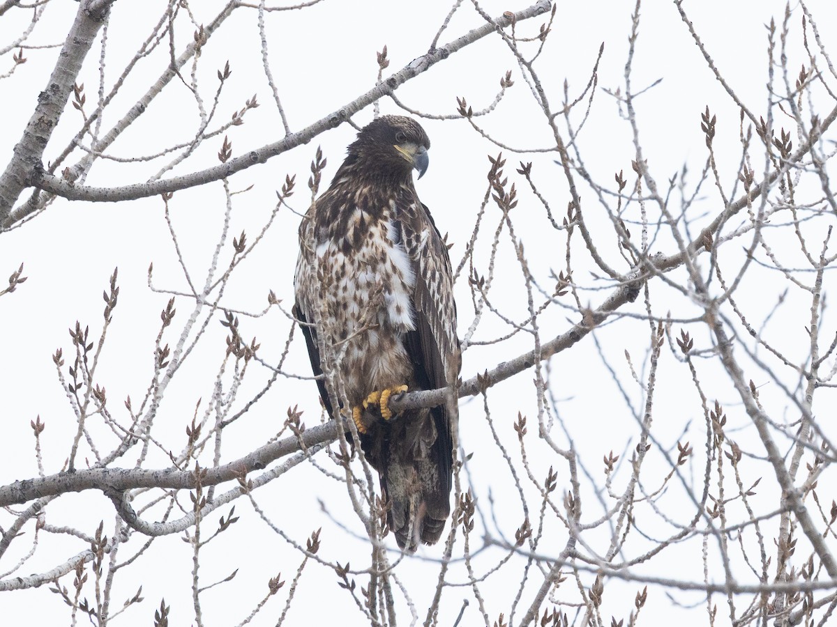 Bald Eagle - ML647007700