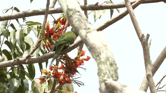 Rainbow Lorikeet - ML647007703