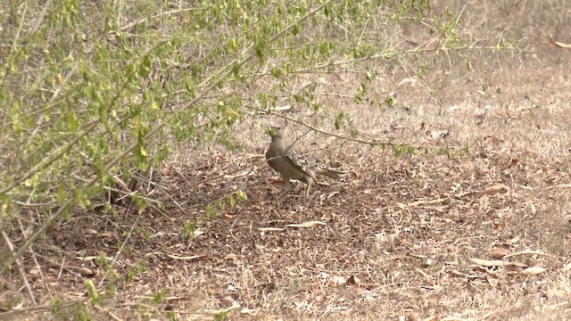 Great Bowerbird - ML647007705