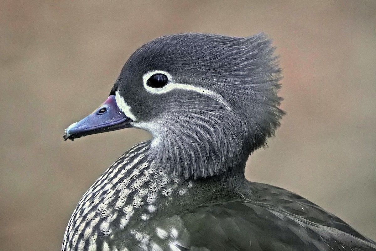 Mandarin Duck - ML647007706