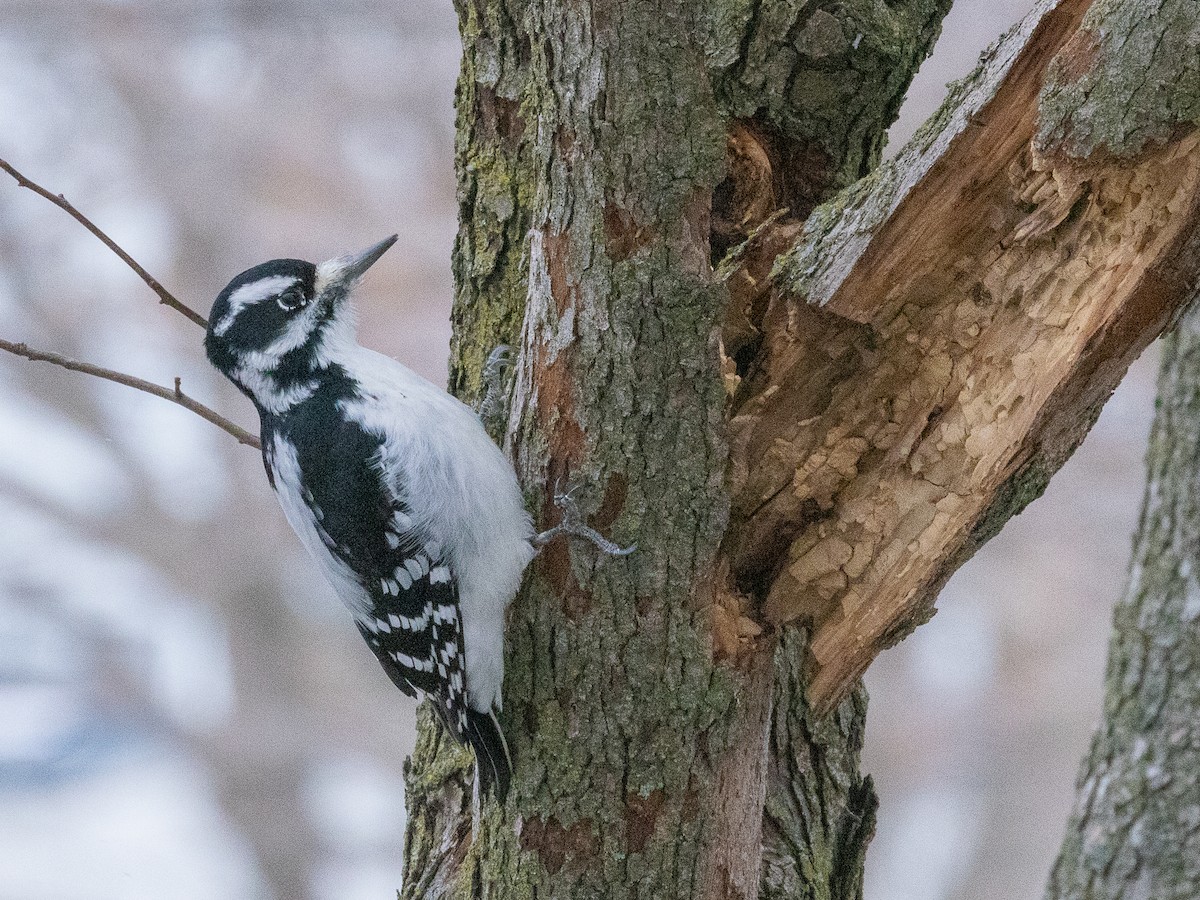 Hairy Woodpecker - ML647007708