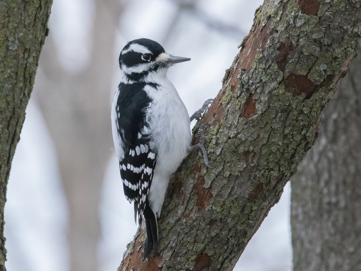 Hairy Woodpecker - ML647007712