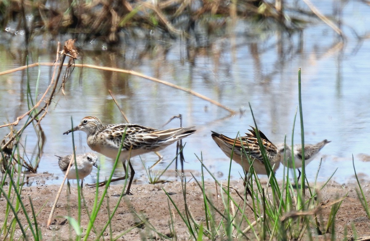 Sharp-tailed Sandpiper - ML647007713