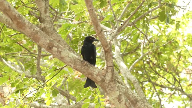 Spangled Drongo - ML647007715