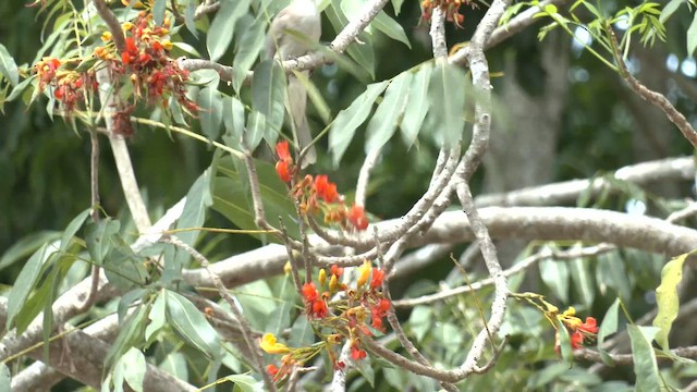 Noisy Friarbird - ML647007720