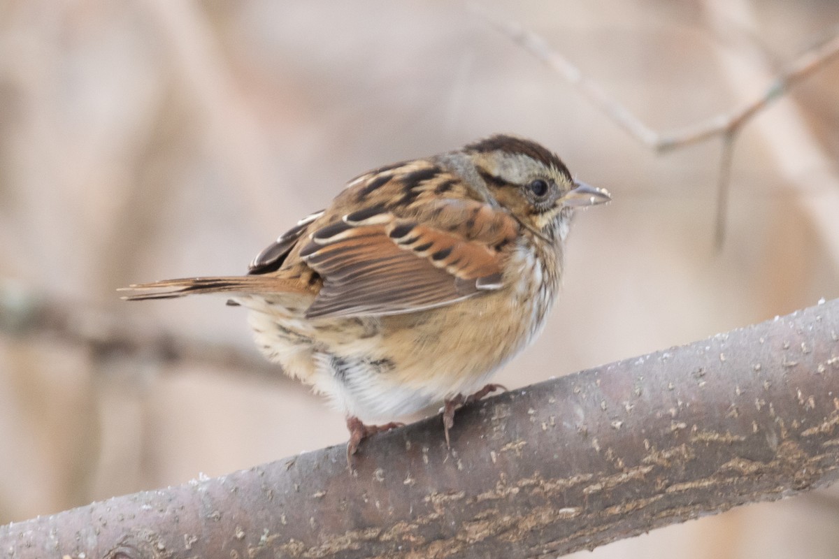 Swamp Sparrow - ML647007724
