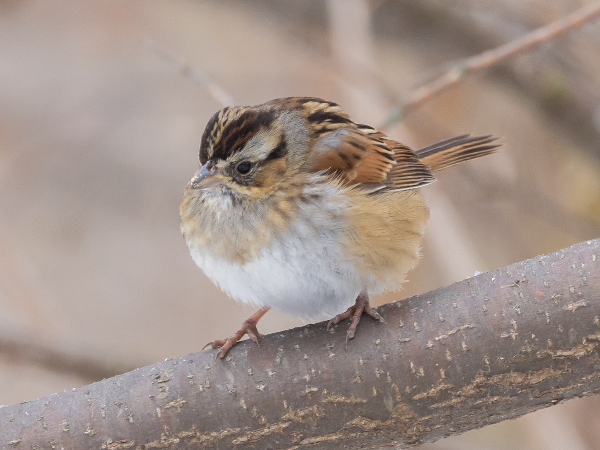 Swamp Sparrow - ML647007725