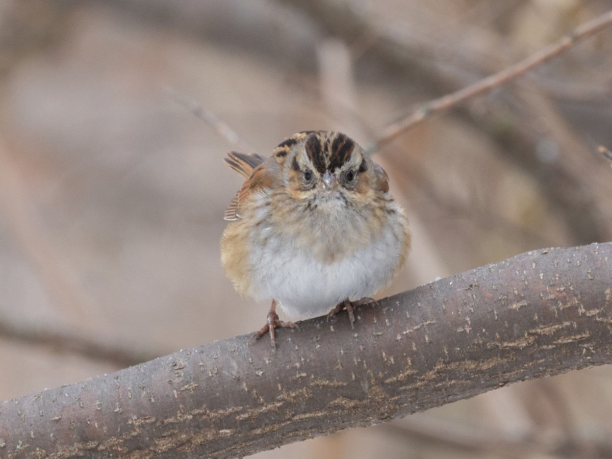 Swamp Sparrow - ML647007726