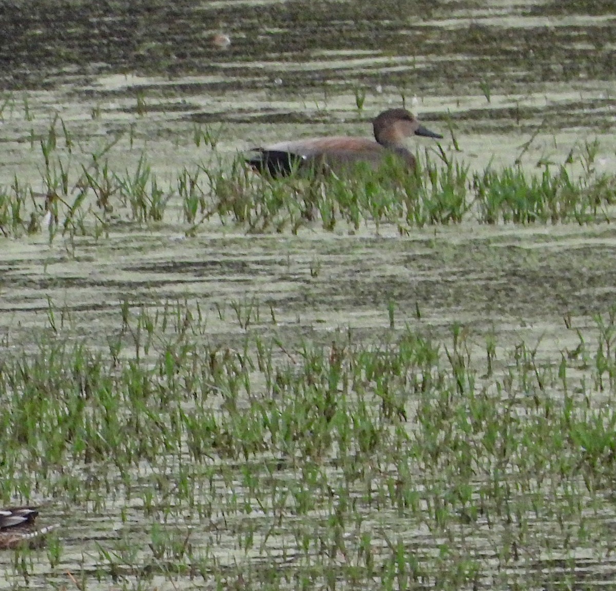 オカヨシガモ - ML647007727