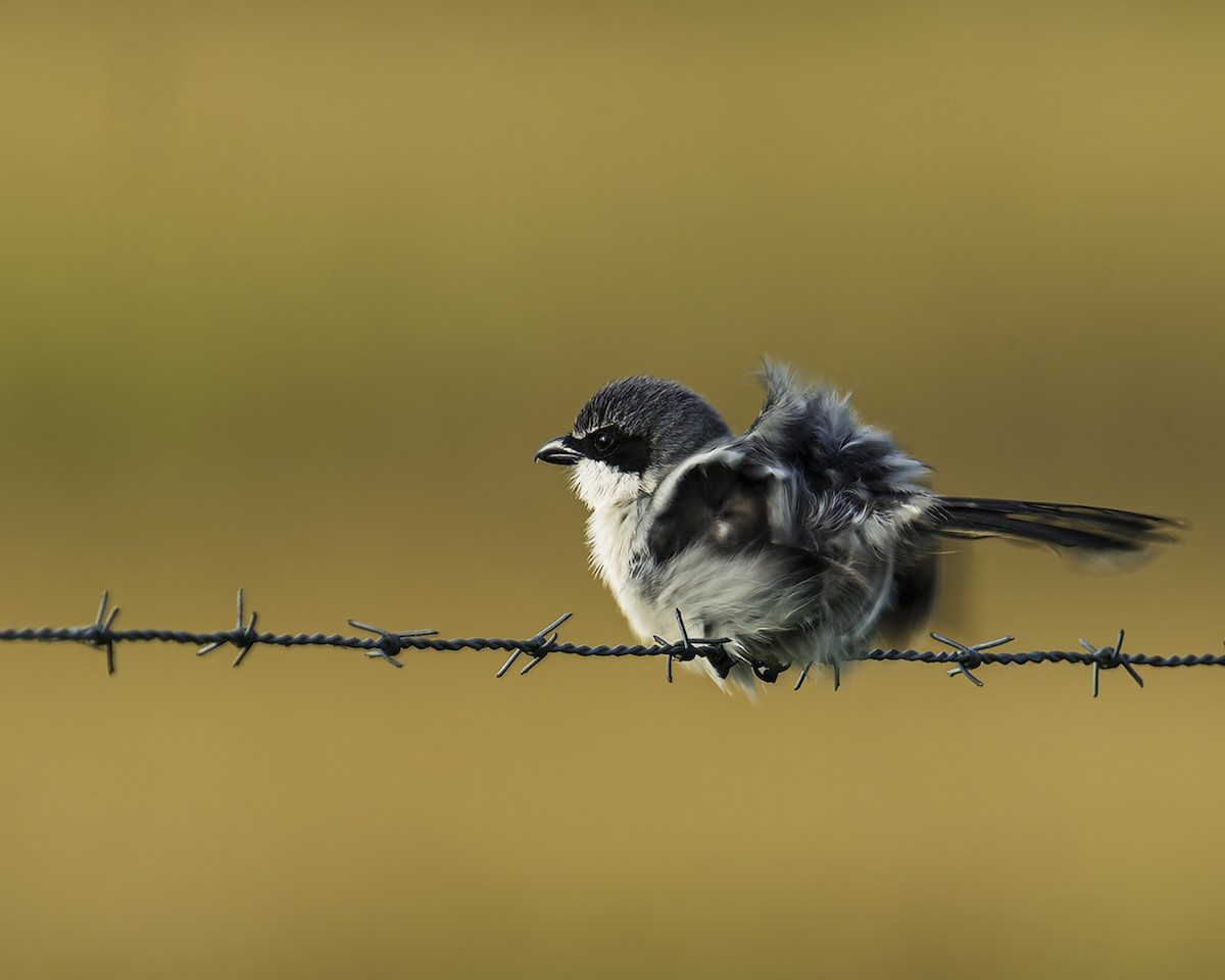 Loggerhead Shrike - ML647007730