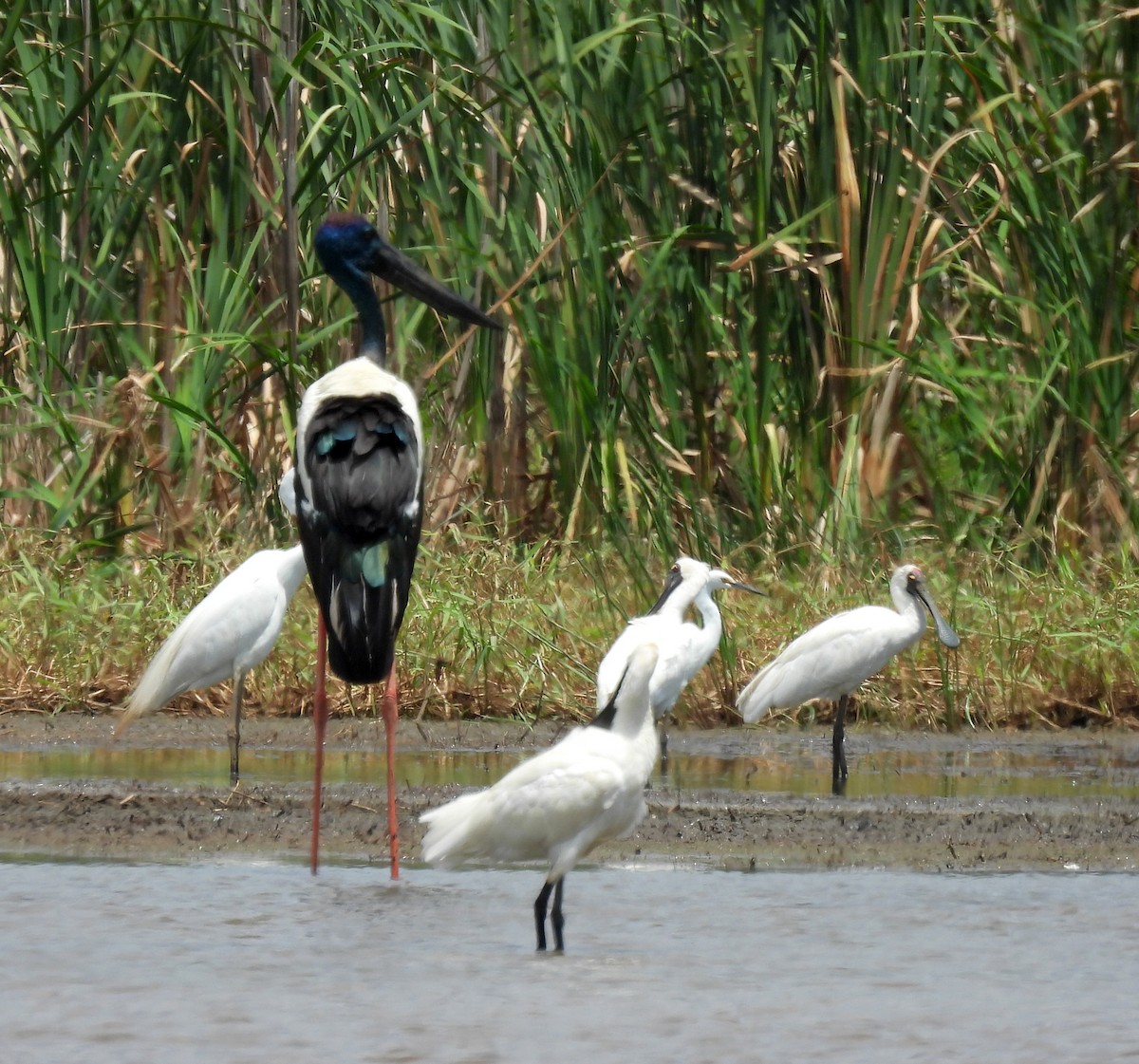 Asya Jabirusu - ML647007736