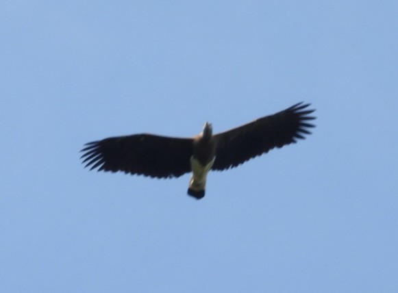 Gray-headed Fish-Eagle - ML647007739