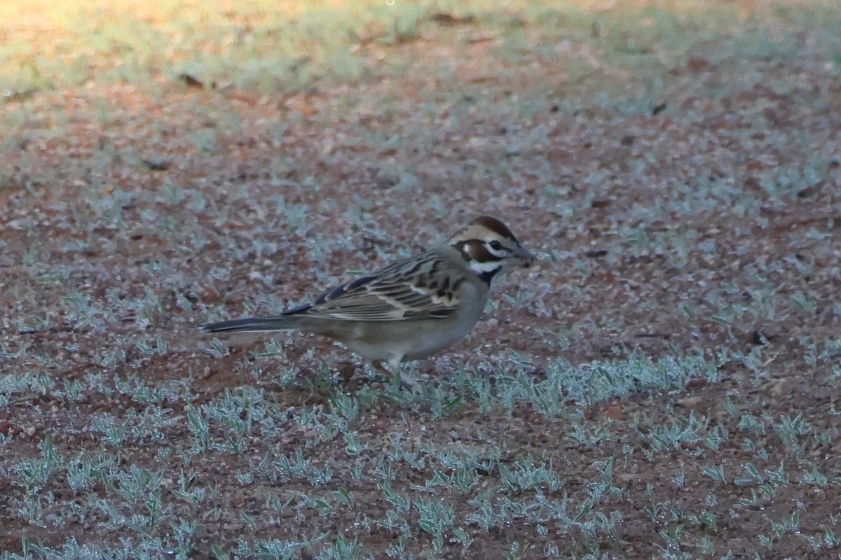 Toygar Serçesi - ML647007743