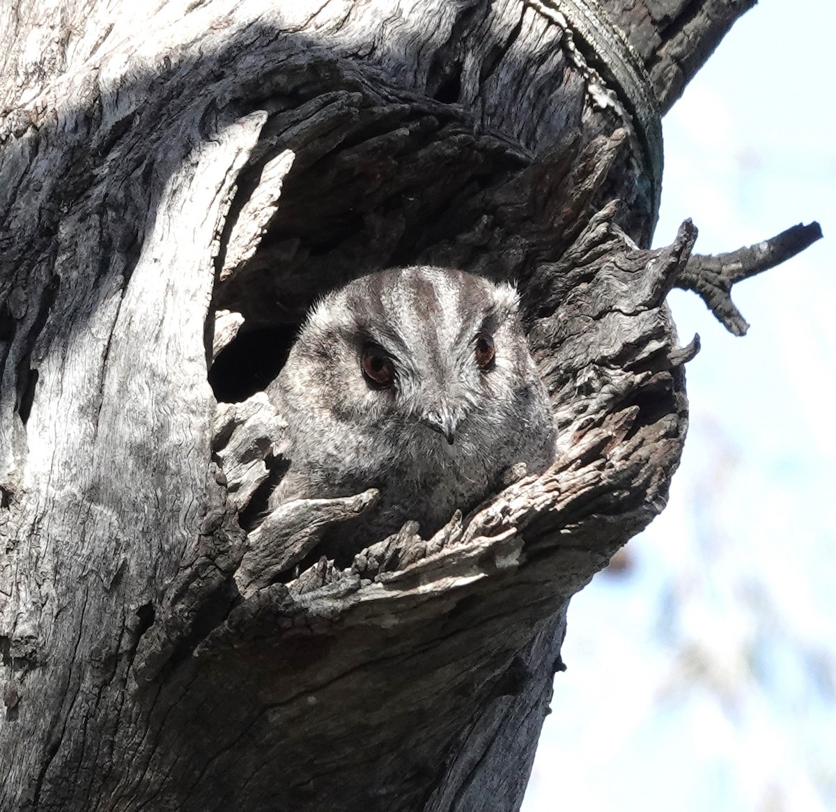 Avustralya Egoteli - ML647007745