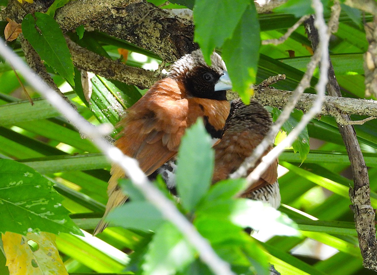 Bal Göğüslü Munya - ML647007746