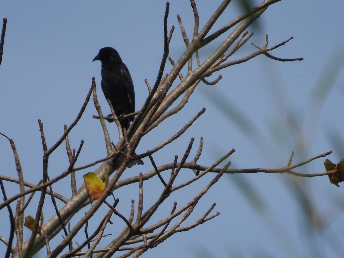 Telli Drongo - ML647007748