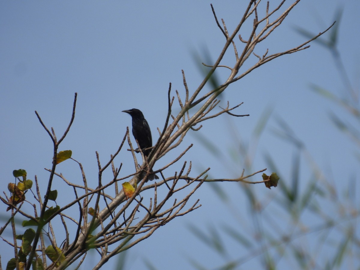 Telli Drongo - ML647007749