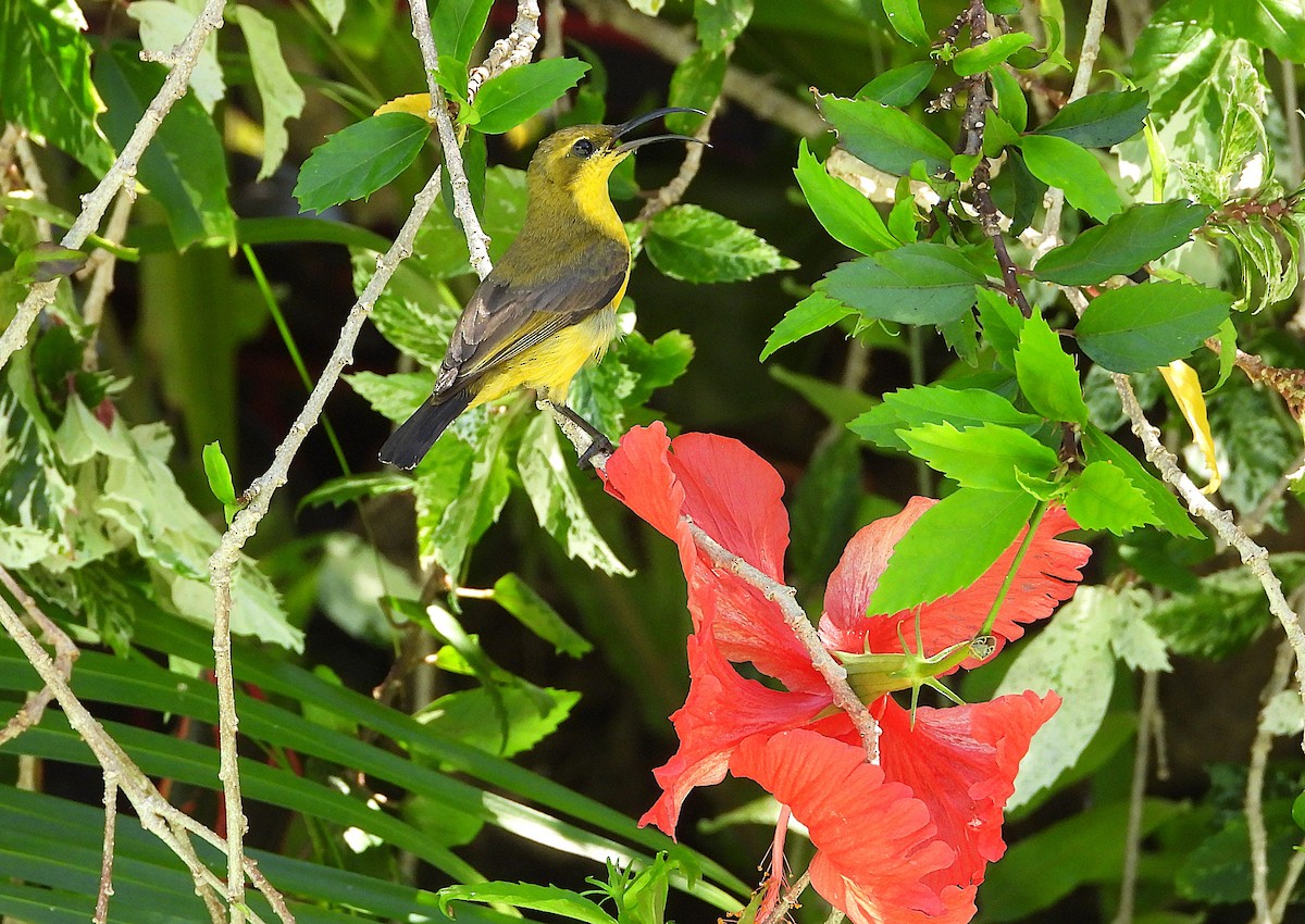 Sahul Sunbird - ML647007750