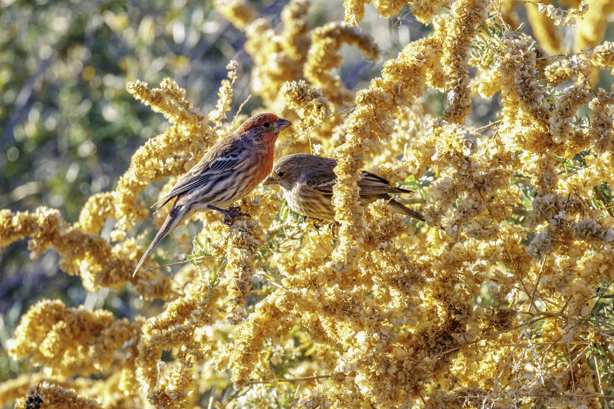 Ev Çütresi - ML647007751