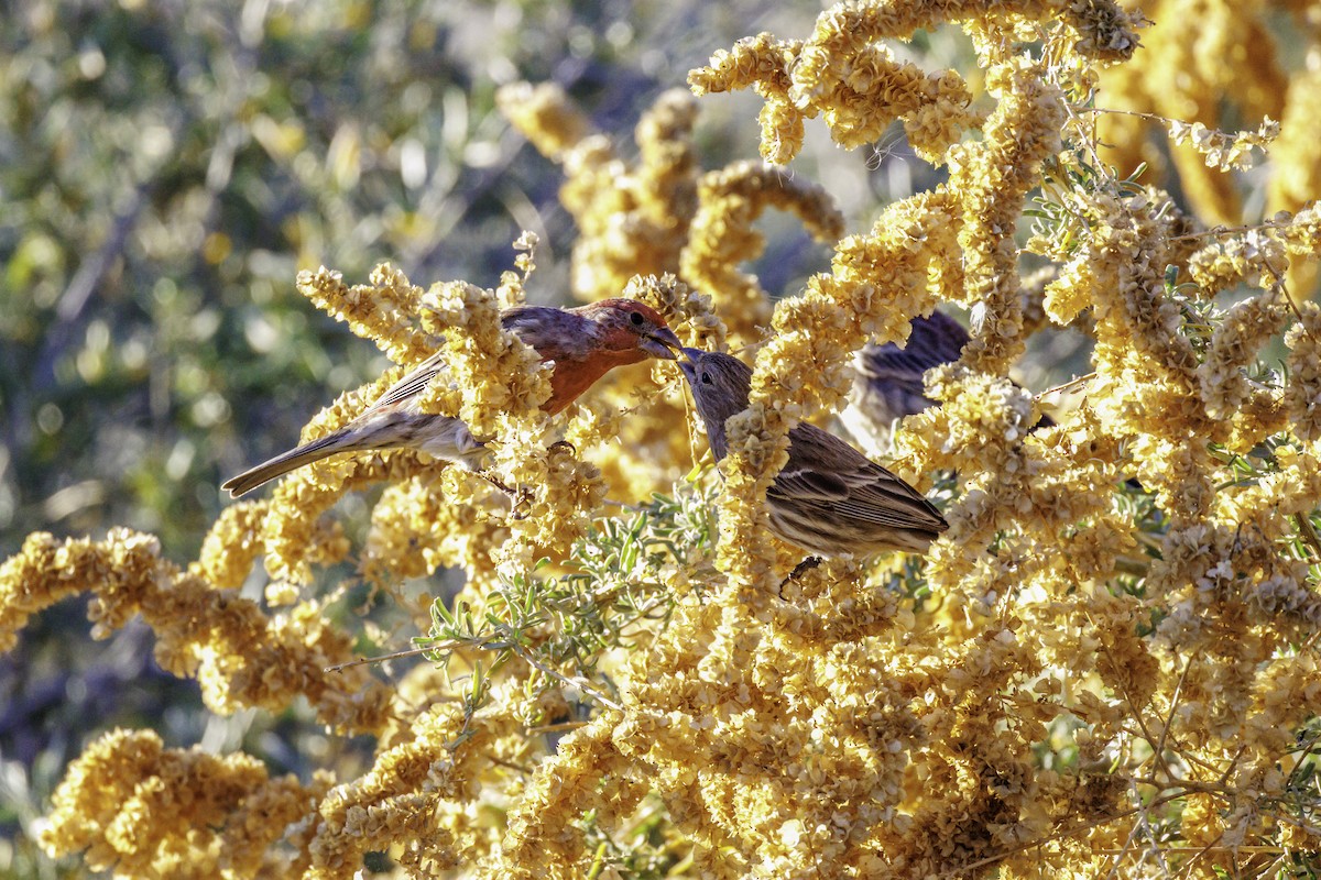 Ev Çütresi - ML647007752