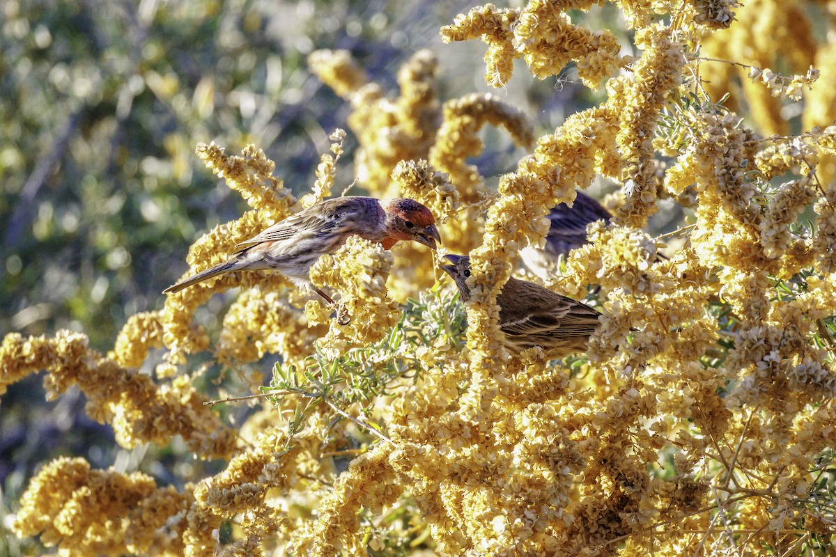 Ev Çütresi - ML647007753