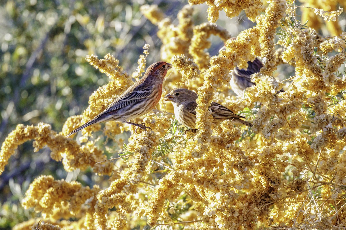 Чечевиця садова - ML647007754