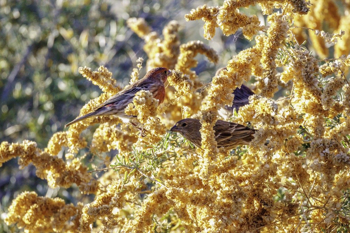 Чечевиця садова - ML647007755