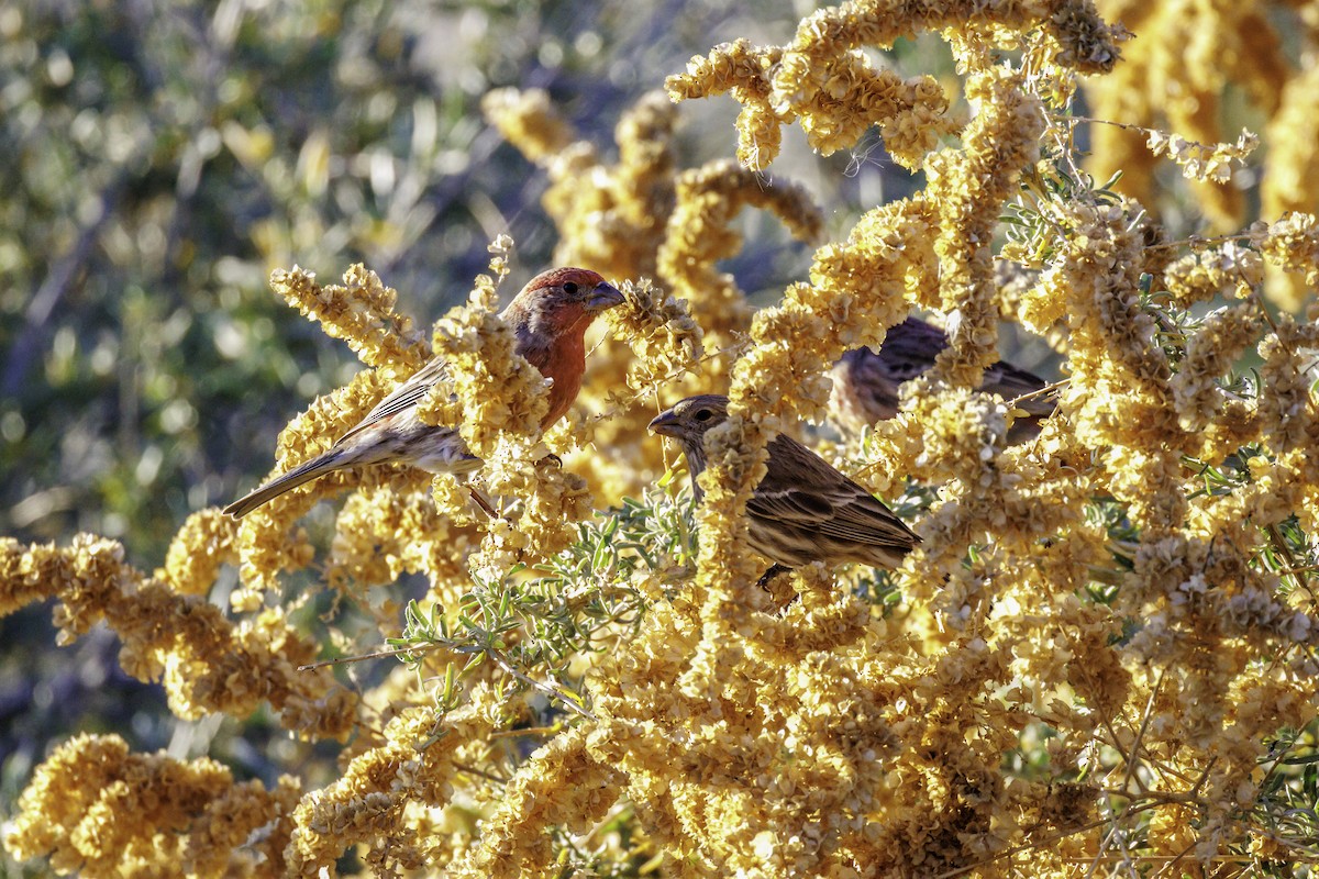 Чечевиця садова - ML647007756