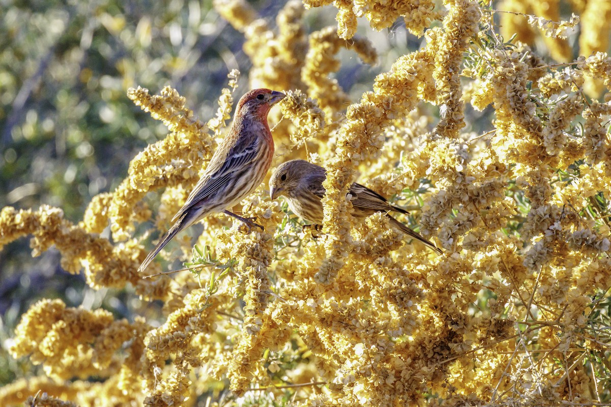 Чечевиця садова - ML647007757