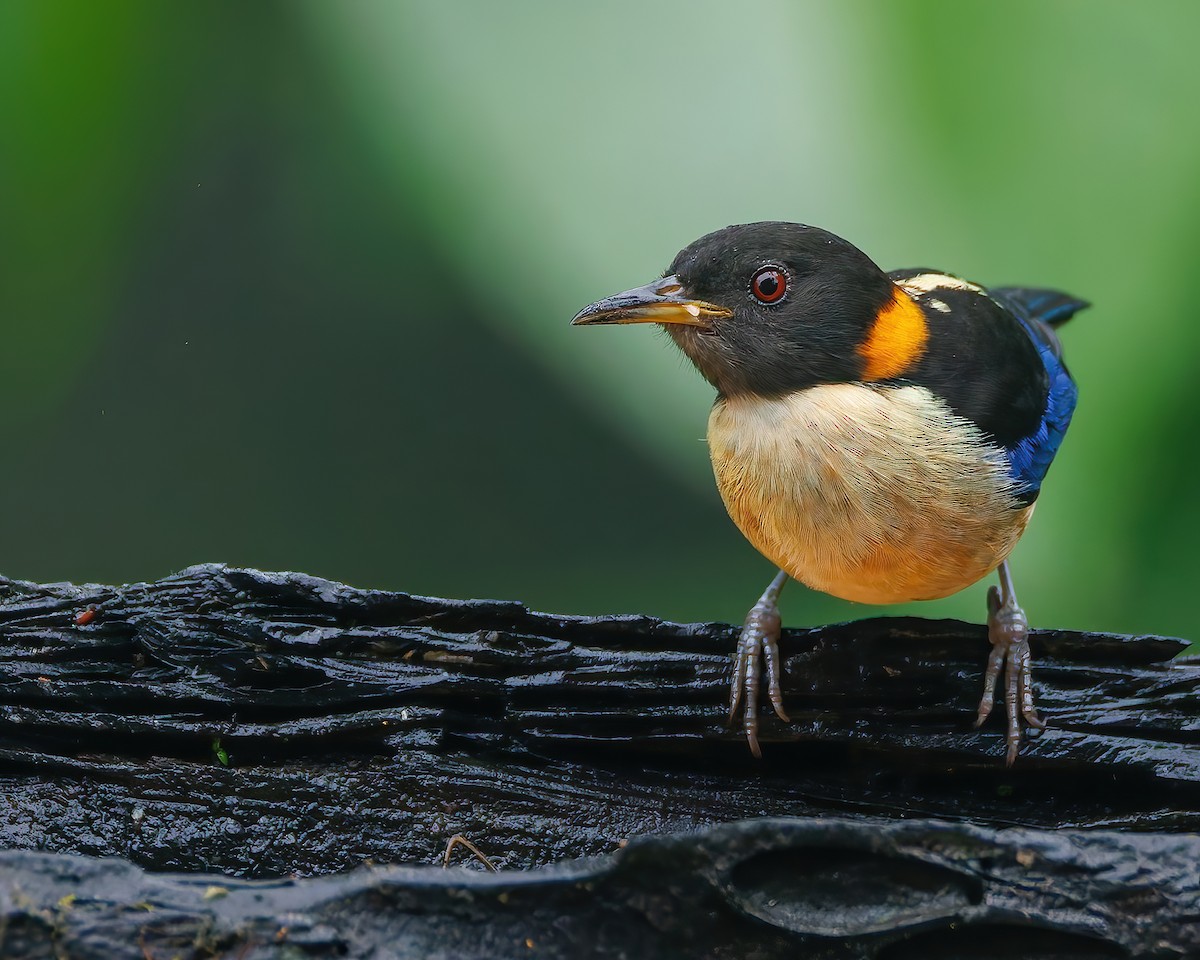 Altın Boyunlu Balkuşu - ML647007761