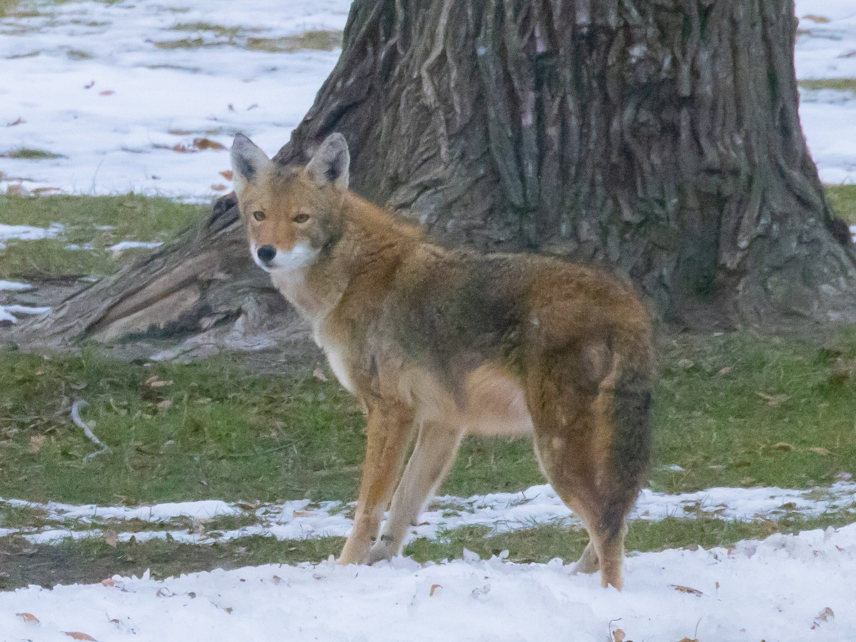 Great Lakes Coyote - ML647007763