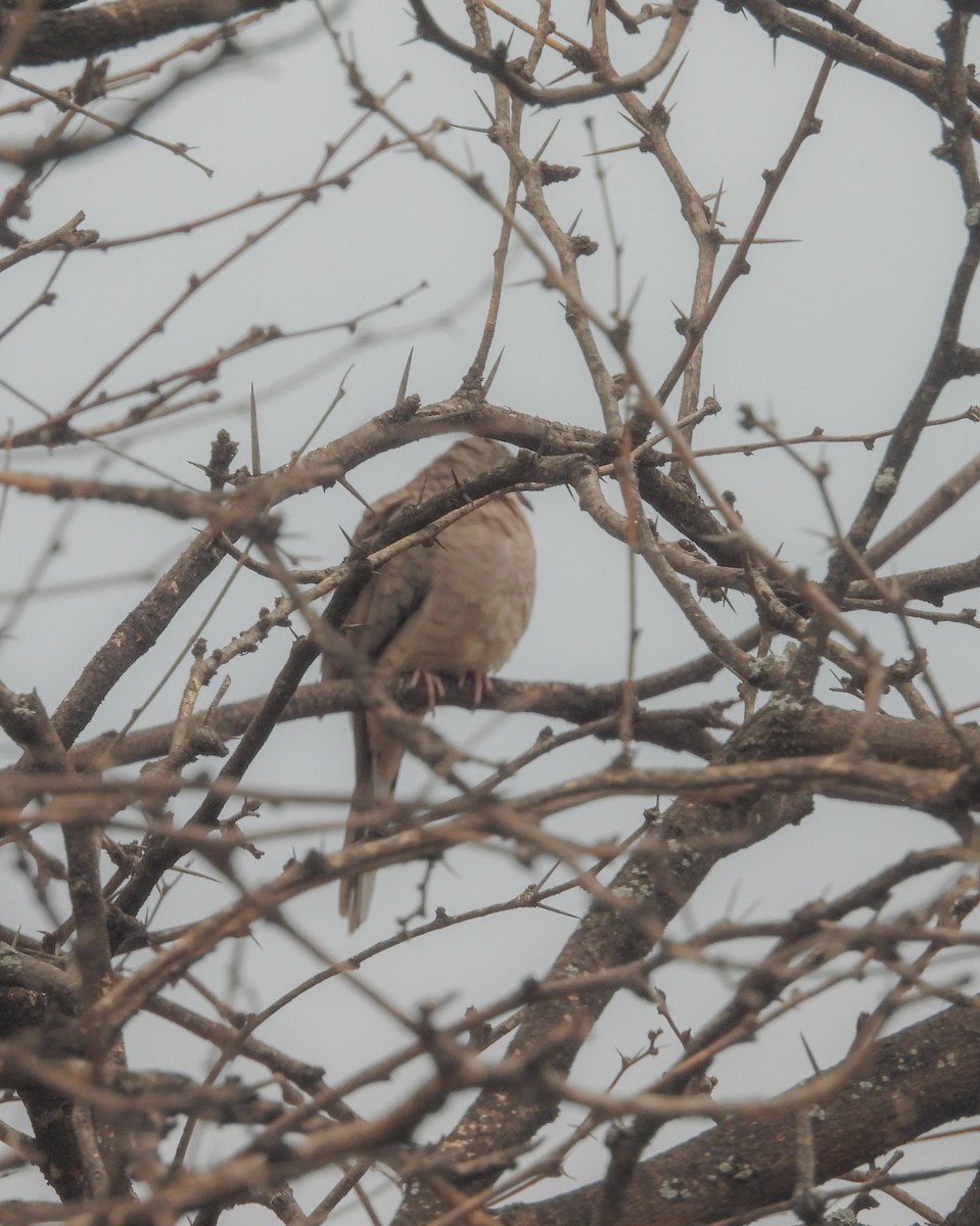 İnka Serçe Kumrusu - ML647007764