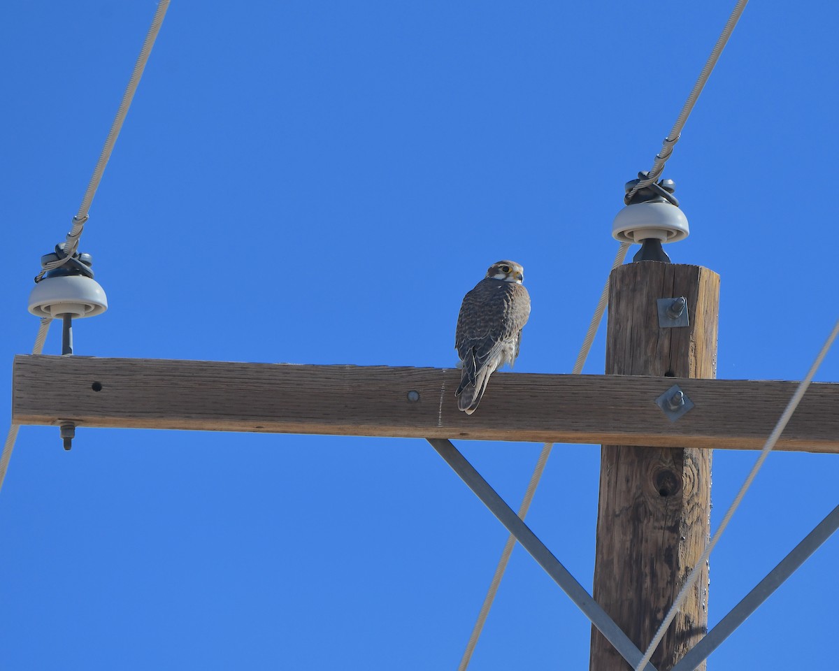 Çayır Doğanı - ML647007765