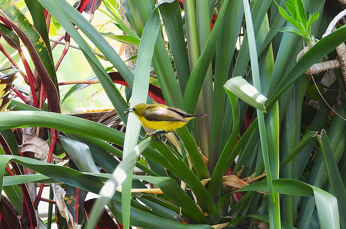 Sahul Nektarkuşu - ML647007766