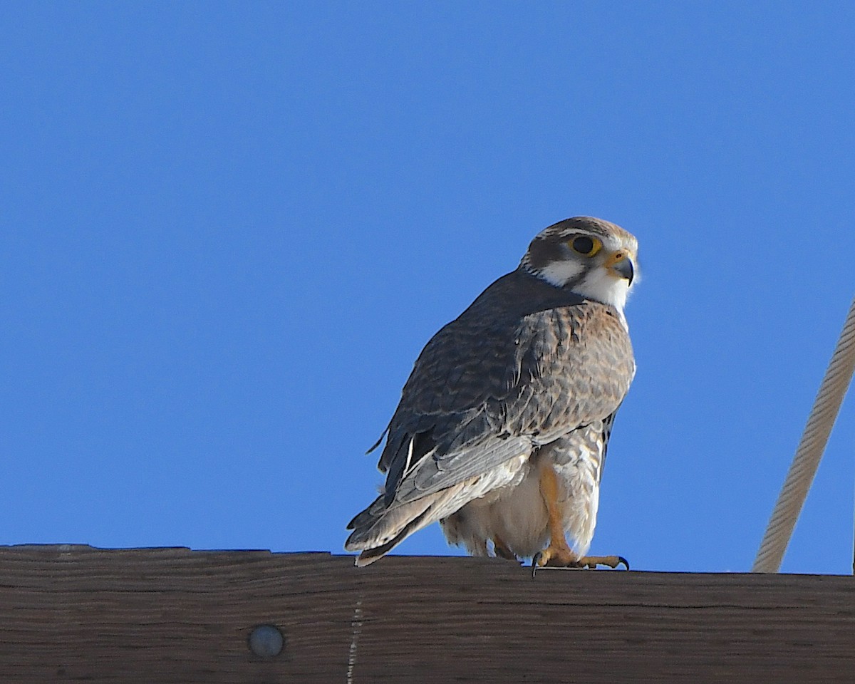 Çayır Doğanı - ML647007767