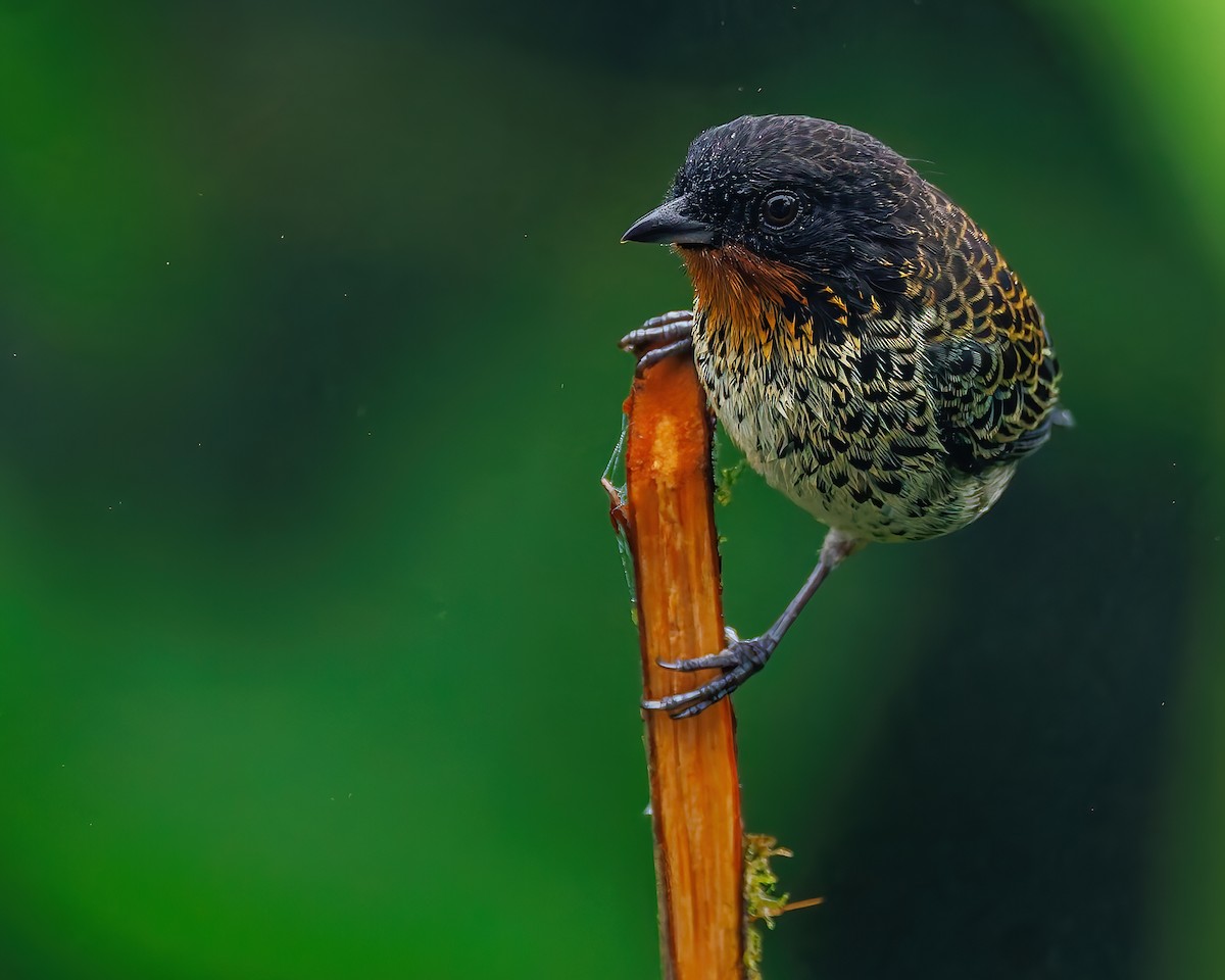 Rufous-throated Tanager - ML647007768