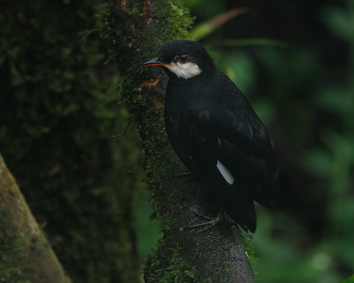 Kara Soliter - ML647007772