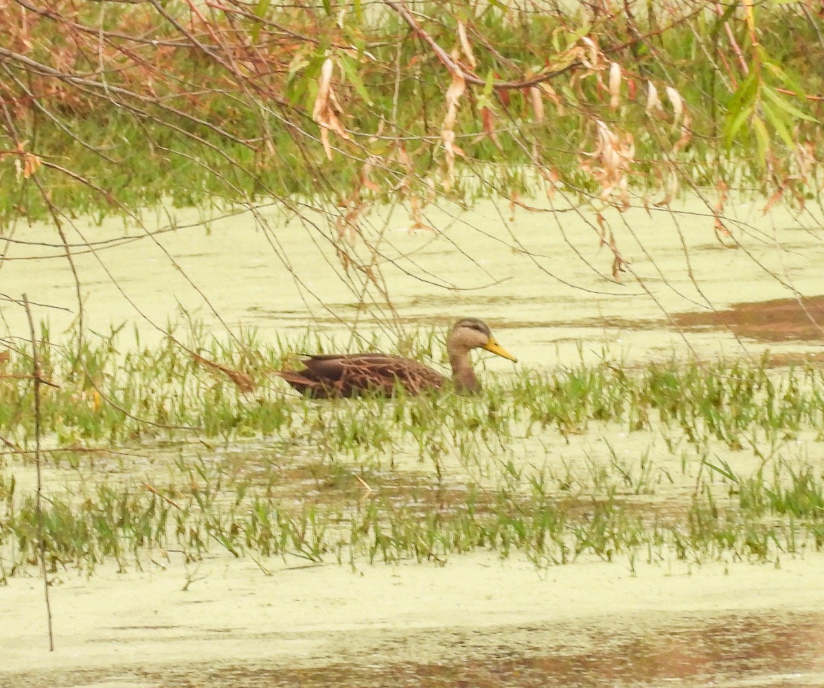 Meksika Ördeği - ML647007773