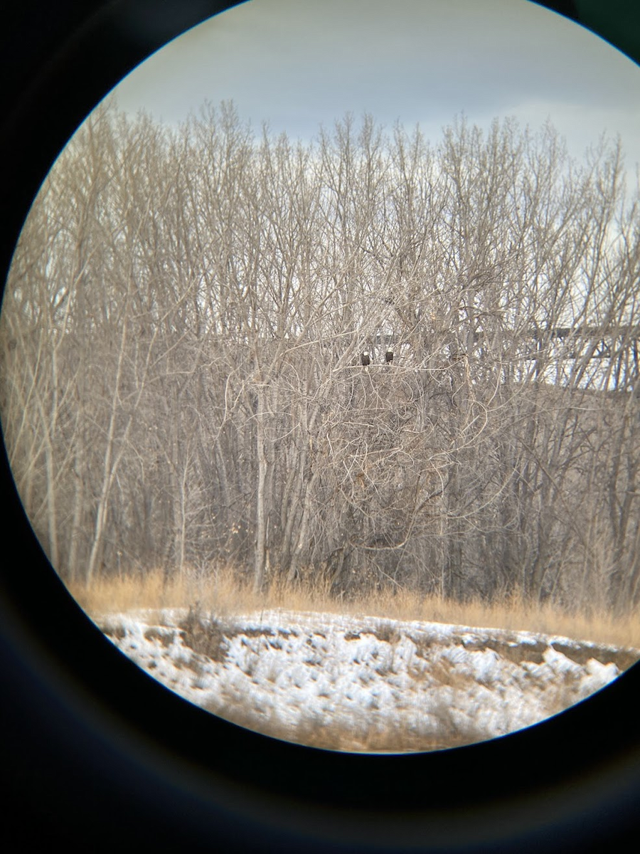 Ak Başlı Kartal - ML647007775